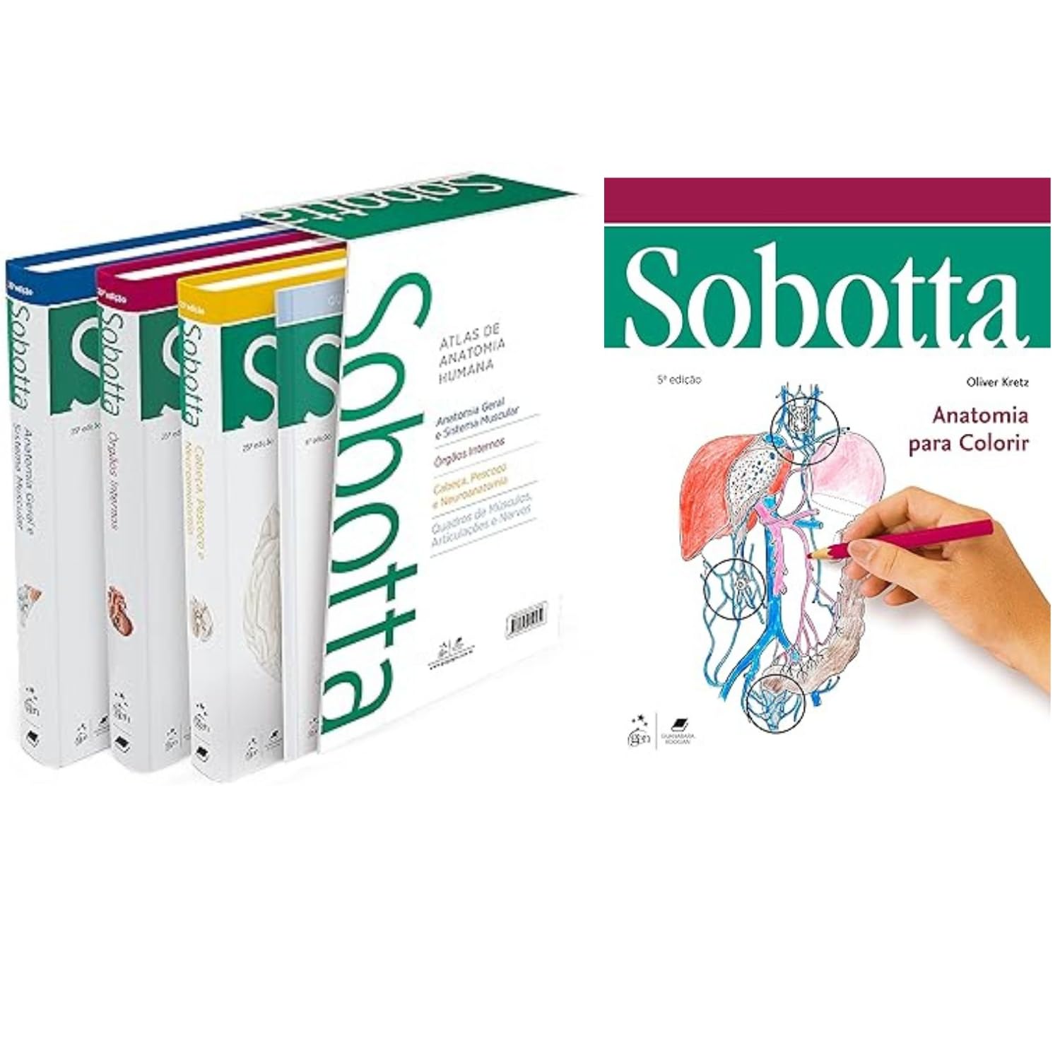 Combo Sobotta: Sobotta Atlas de Anatomia Humana + Sobotta Anatomia para Colorir baixar o livro de graça