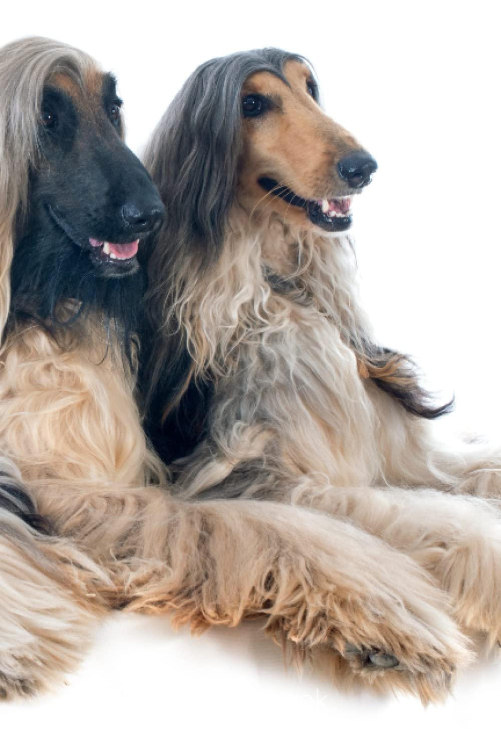 Afghan Hound dog breed 6" x 9" lined notebook baixar livro de graça