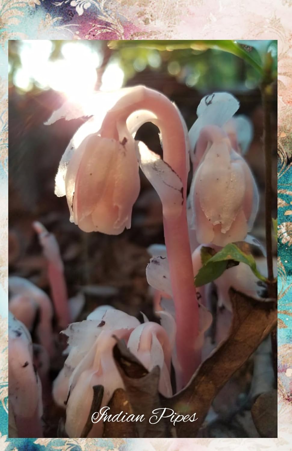 ler totalmente Indian Pipes: Journal/Planner
