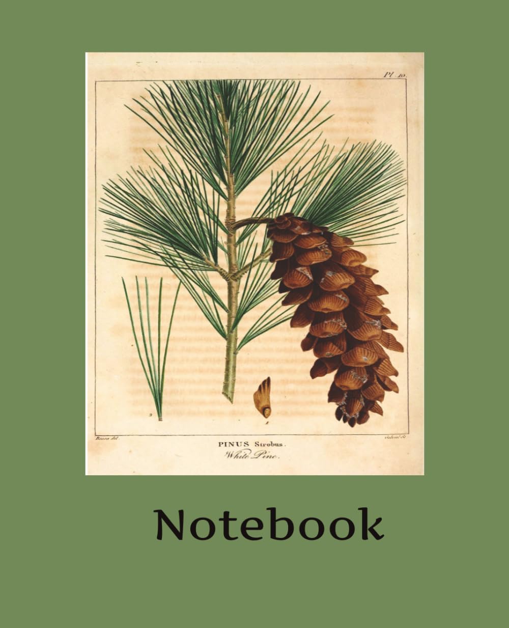 Composition Notebook Vintage Pine Cone Illustration baixar livro de graça