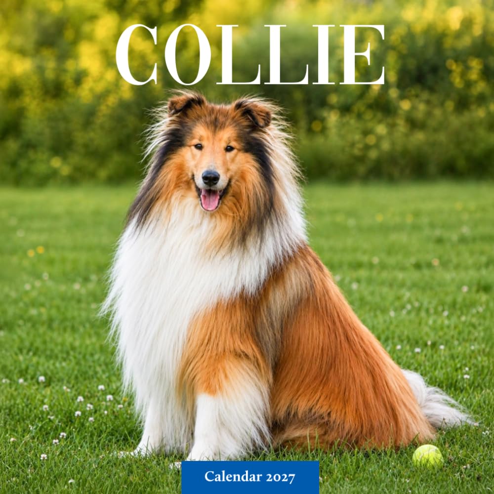 Collie Dogs Calendar 2027: Collie Dog Photography