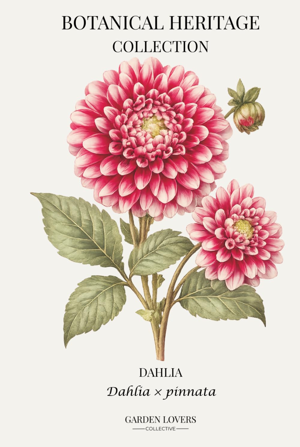 Dahlia: A Botanical Heritage Collection Notebook Featuring Dahlia × pinnata baixar o livro de graça