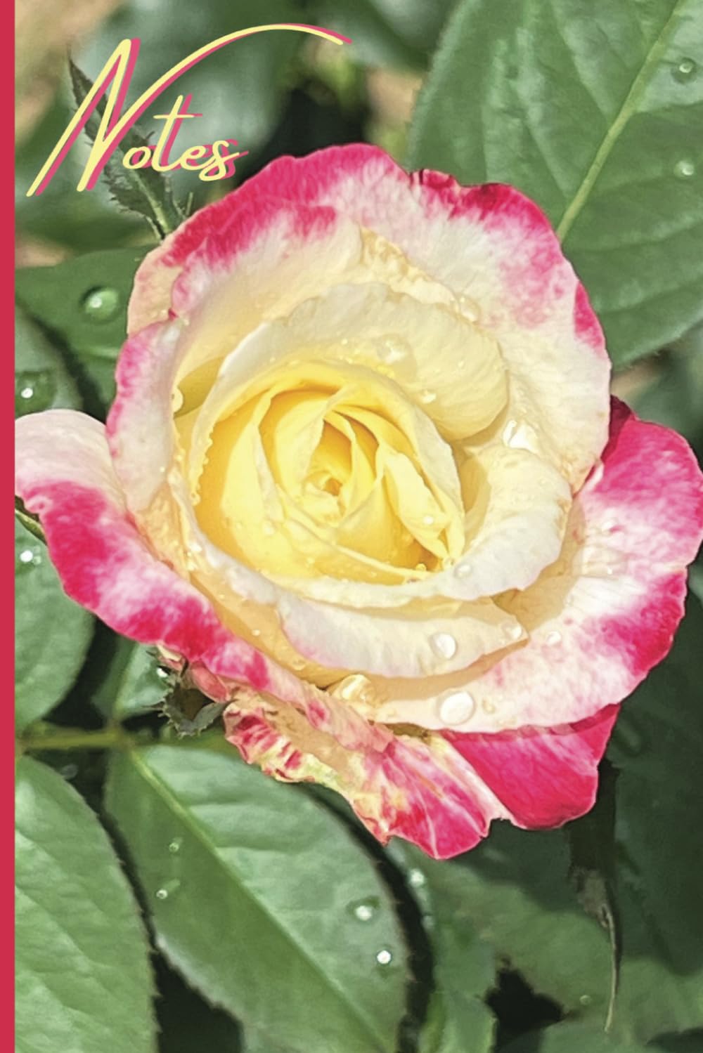 Nature Notebook: Peace Rose; College Ruled Notebook, Circle Date Header, 6 x 9 in., 200 pages, For kids, teens, women, and more. baixar livro de graça