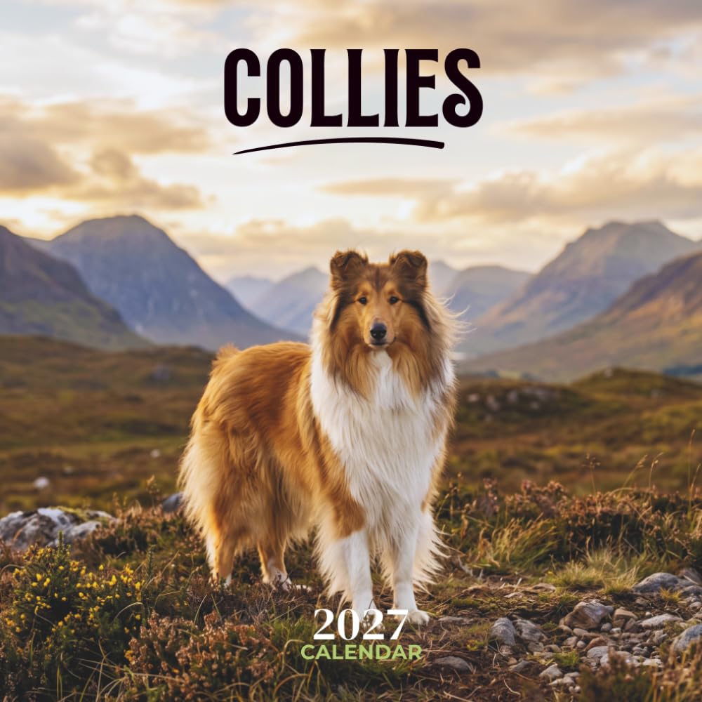 ler totalmente Collies 2027 Calendar: Intelligent Herding Dogs in Scenic Seasonal Portraits with Monthly Planning Grids, U.S. Holidays and Notes | 8.5 x 8.5 Inches