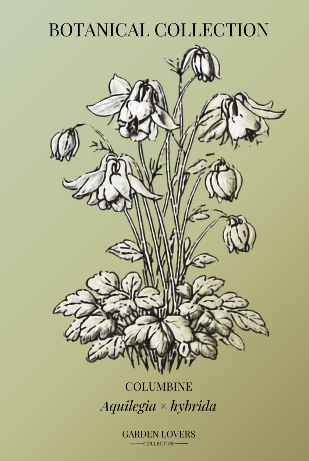COLUMBINE: Botanical Notebook Featuring Aquilegia × hybrida (The Botanical Collection) baixar livro de graça