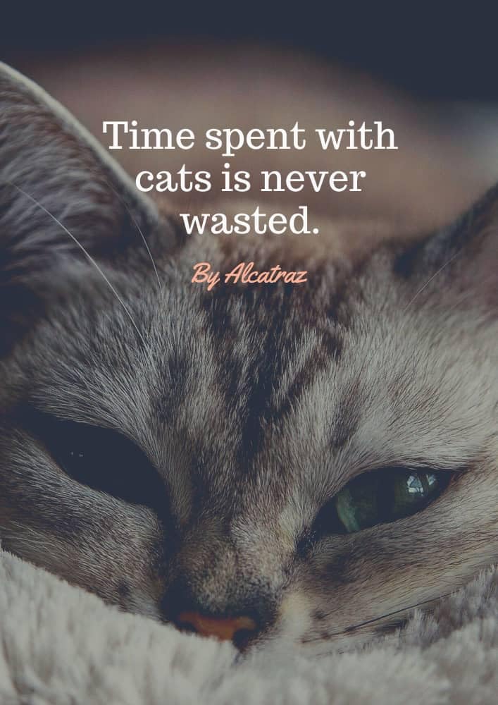 ler totalmente Time spent with cats is never wasted: Time spent with cats is never wasted is a practical, full-color veterinary guide for cat owners who see their cat... true member of the family. (English Edition)