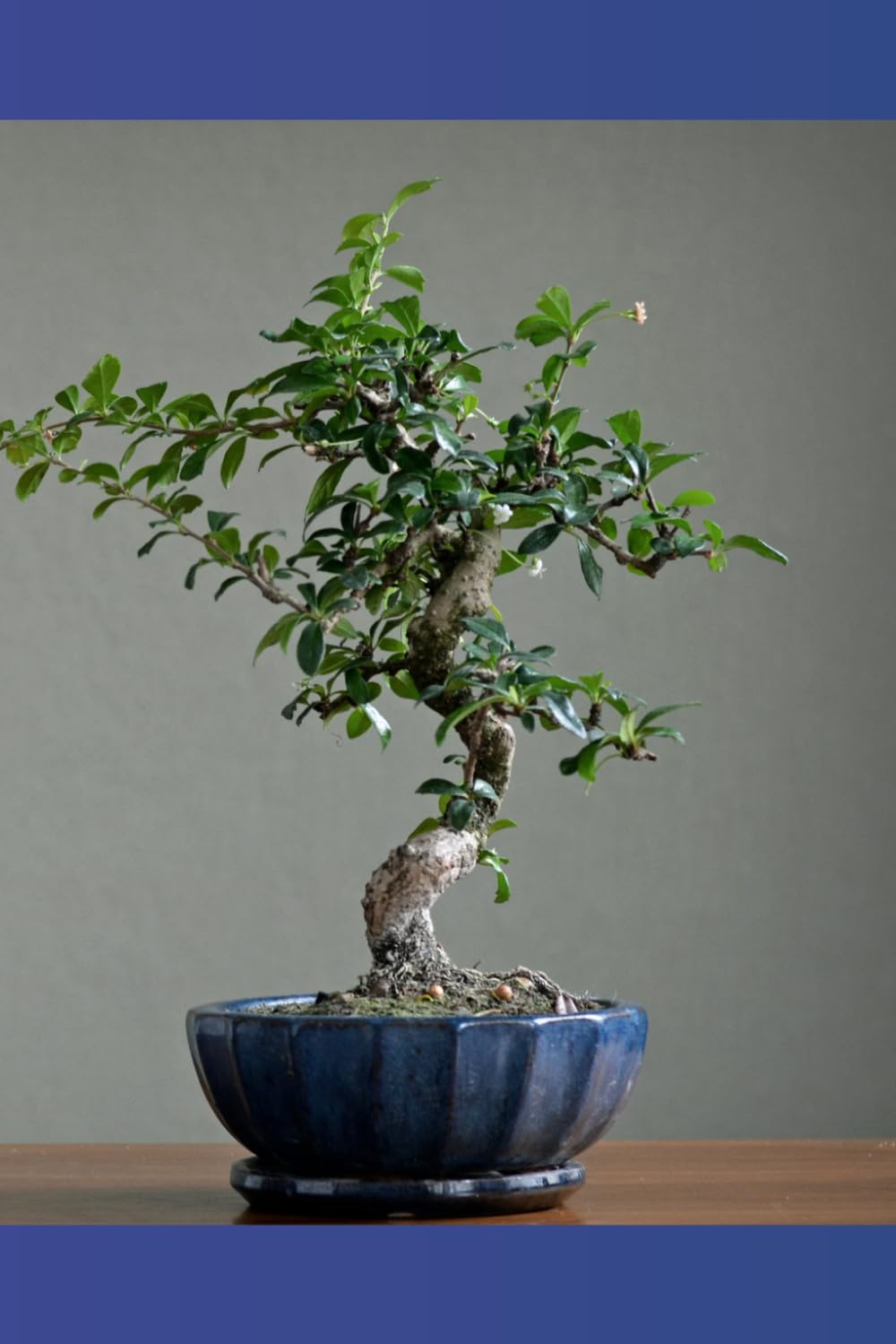 Bonsai Journal