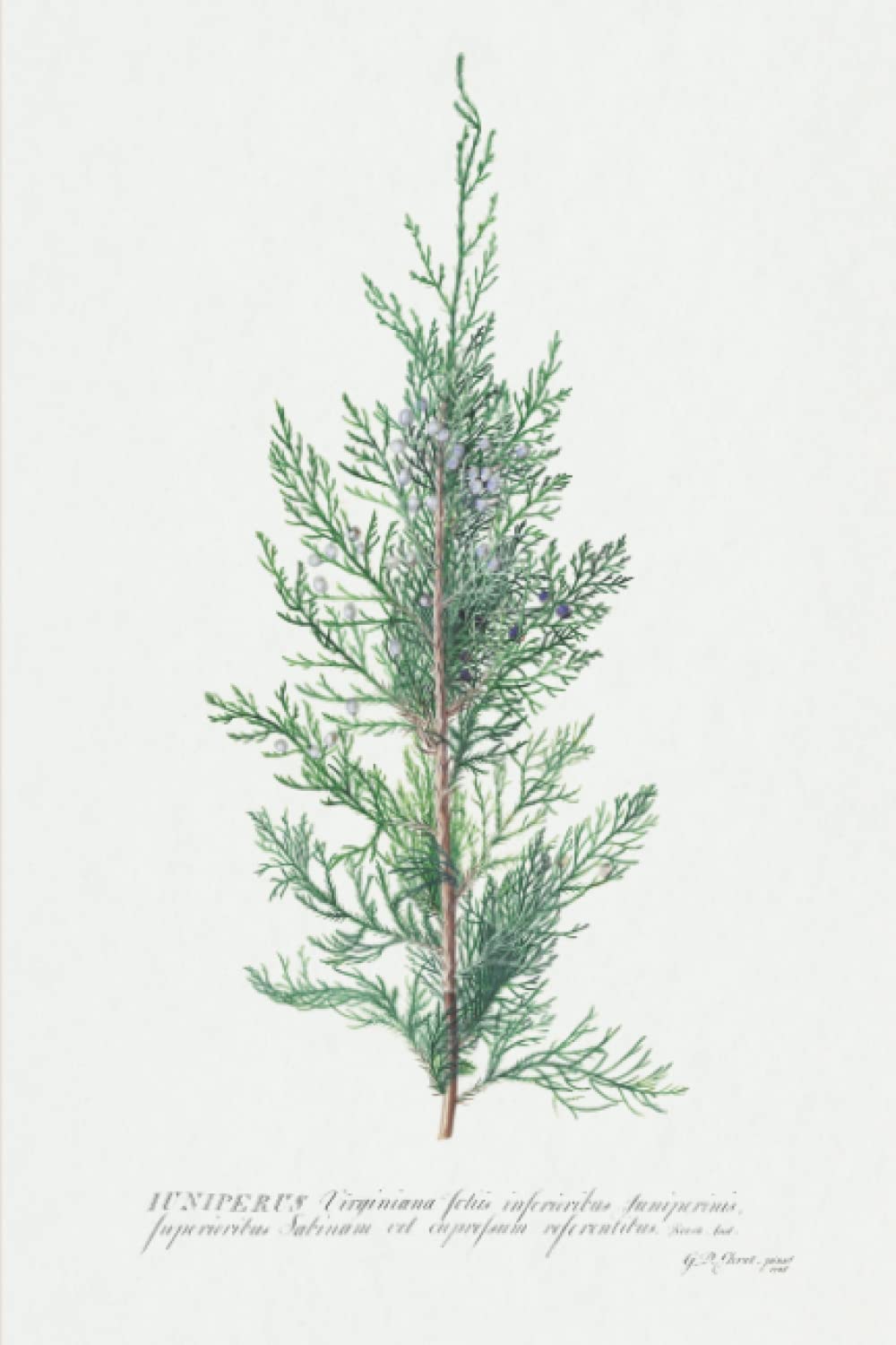 ler totalmente Journal: Vintage Art - “Juniper” by Georg Dionysius Ehret: Vintage Artwork - Journal, Notebook, Diary - 120 Pages - 6x9”