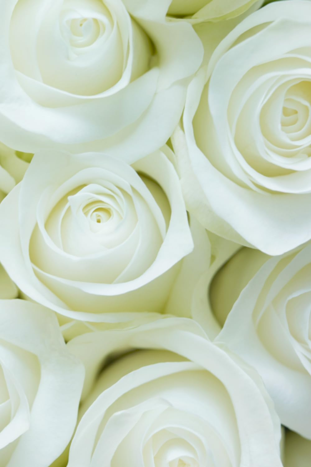 White Roses