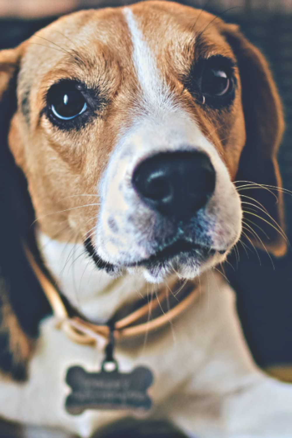 Beagle Lover's Journal: For Continual Self-Improvement and Focus
