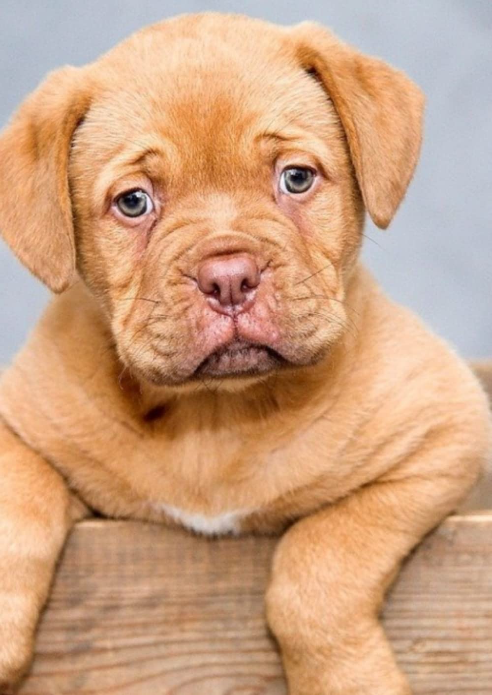 ler totalmente Quaderno Puntinato 110 Pagine Formato A4 (29,7cm x 21 cm) con copertina Cane Dogue De Bordeaux e interno griglia a puntini: Semplice quaderno Notebook... creare un diario persona (Italian Edition)