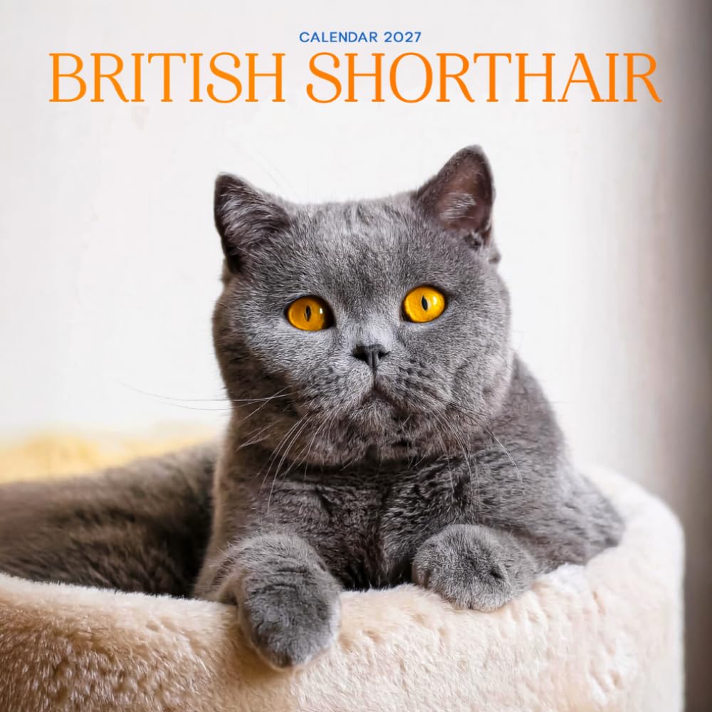 British Shorthair Calendar 2027: Cat Portraits and Breed Scenes