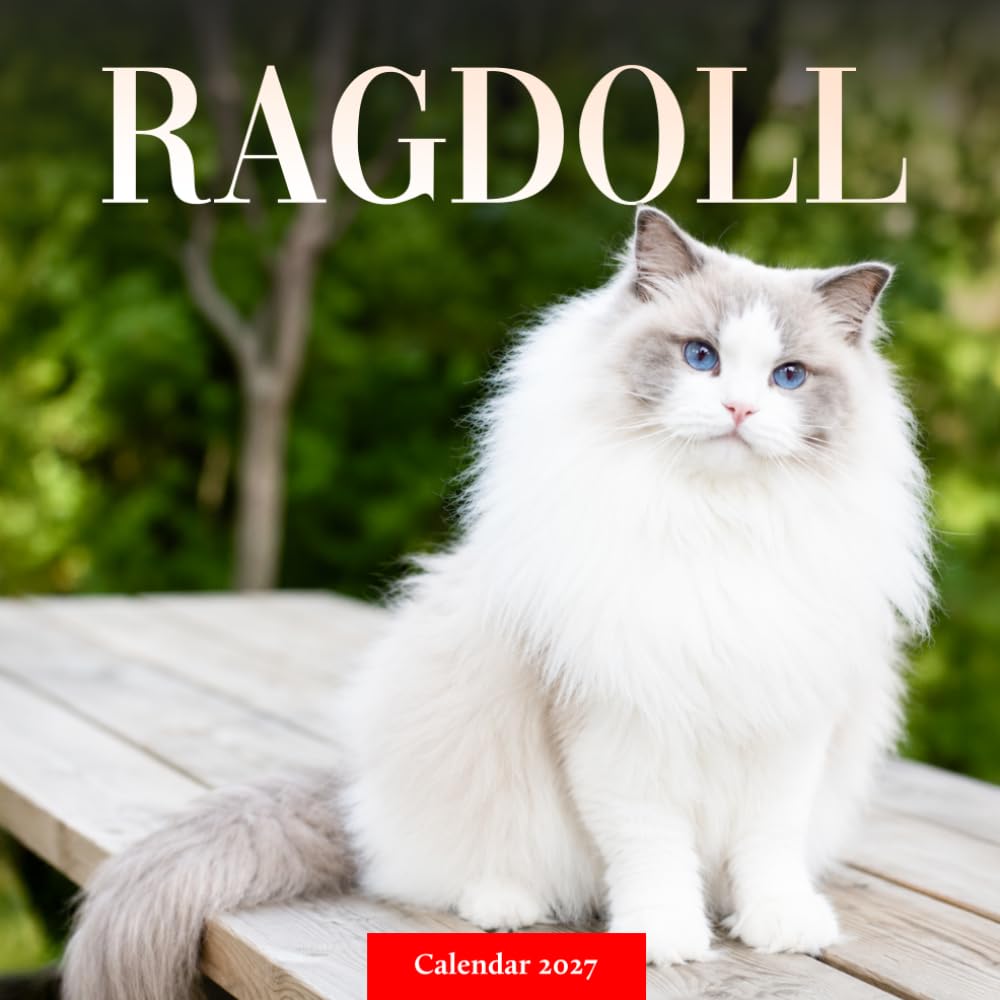capítulo por capítulo baixar Ragdoll Cats Calendar 2027: Longhaired Cat Photography