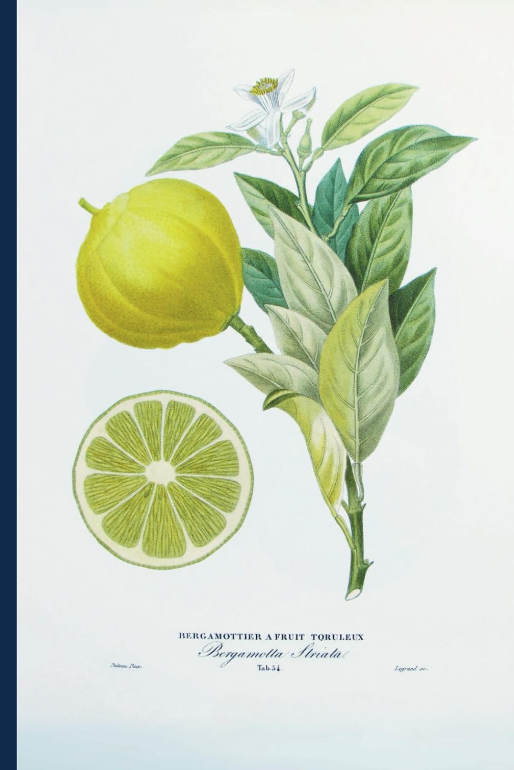 Vintage Notizbuch „Zitronenblüte“ – Gepunktet, 124 Seiten, Cremefarbenes Papier, 6x9 Zoll (DIN A5), Mattes Cover baixar o livro de graça