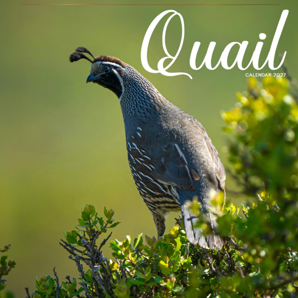 Quail Calendar 2027: Wild Birds and Grassland Scenes baixar o livro de graça