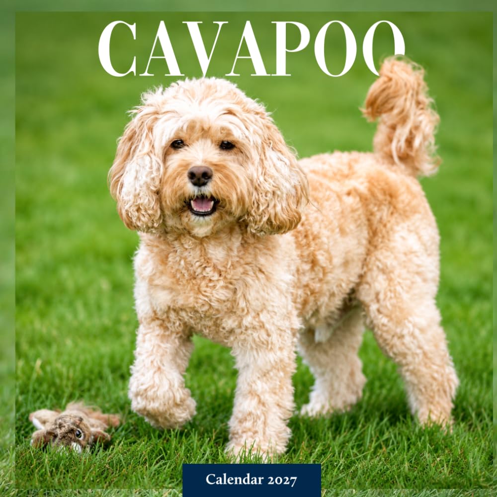 Cavapoo and Cavoodle Dogs Calendar 2027: Companion Dog Photography