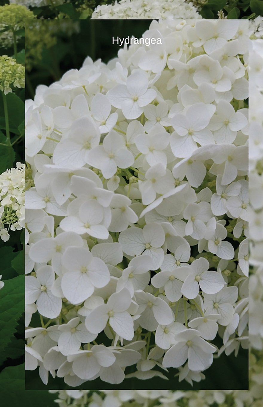 capítulo por capítulo baixar Hydrangea: Journal