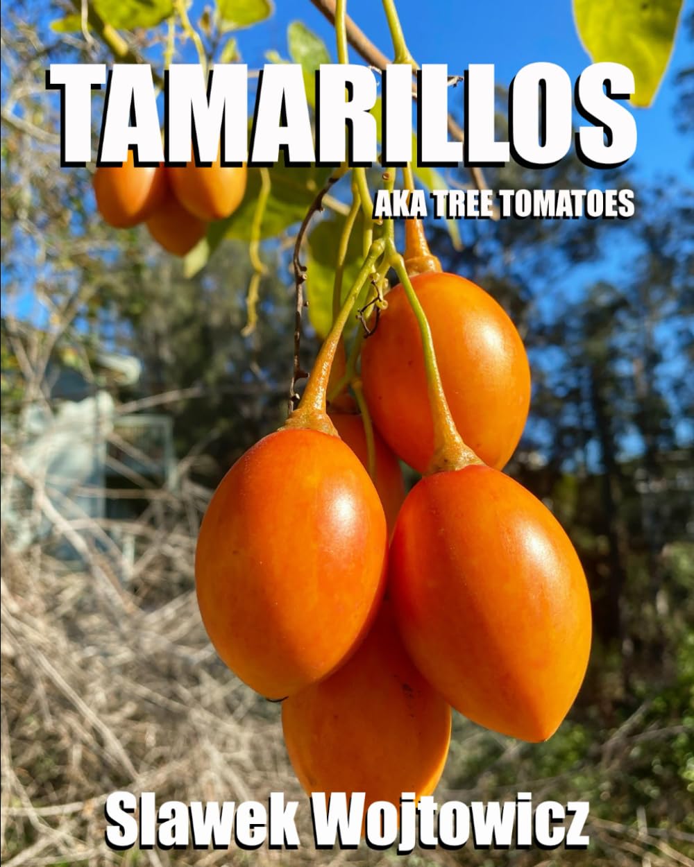 ler totalmente Tamarillos: aka Tree Tomatoes