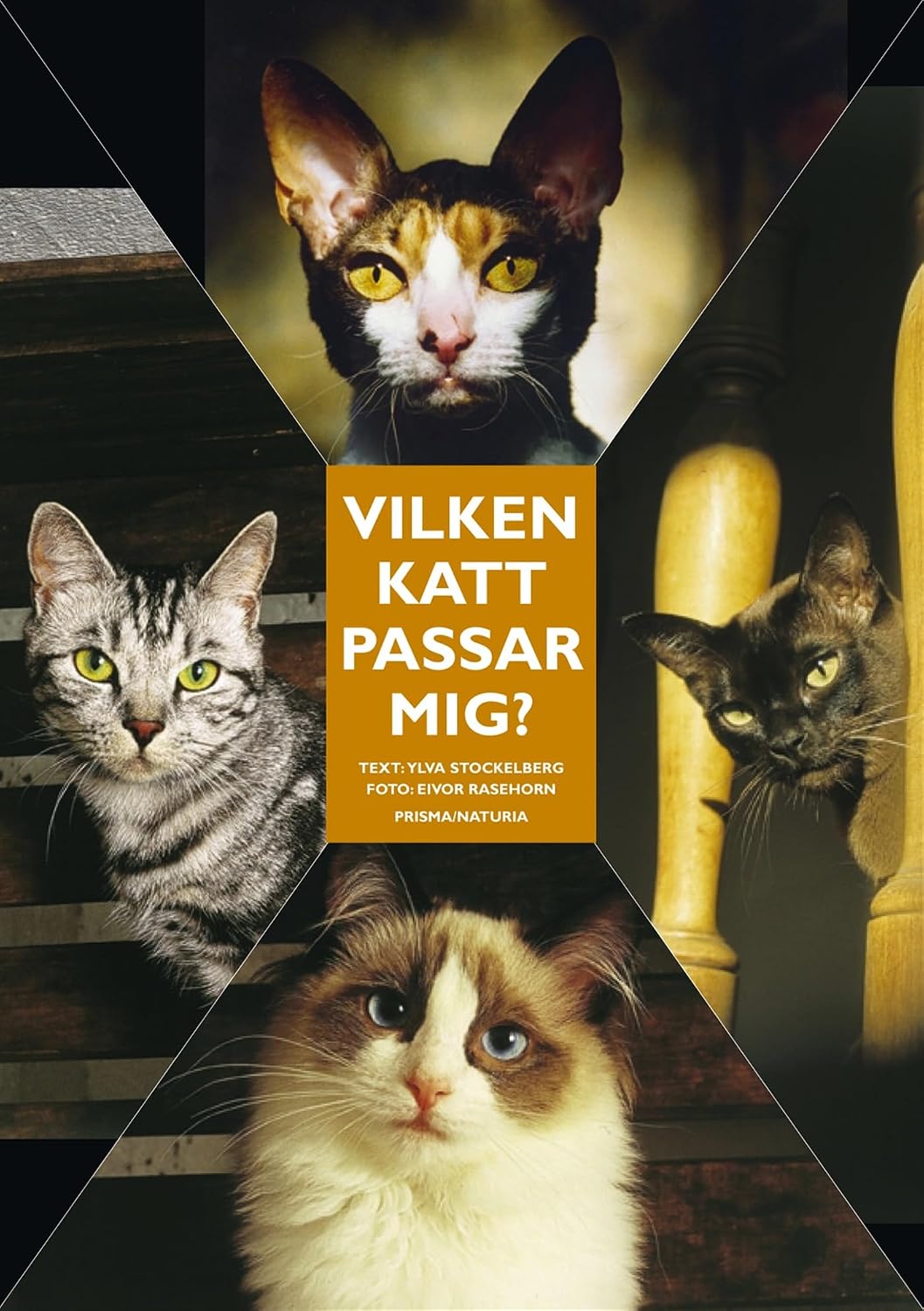 ler totalmente Vilken katt passar mig?: Ingen katt är den andra lik
