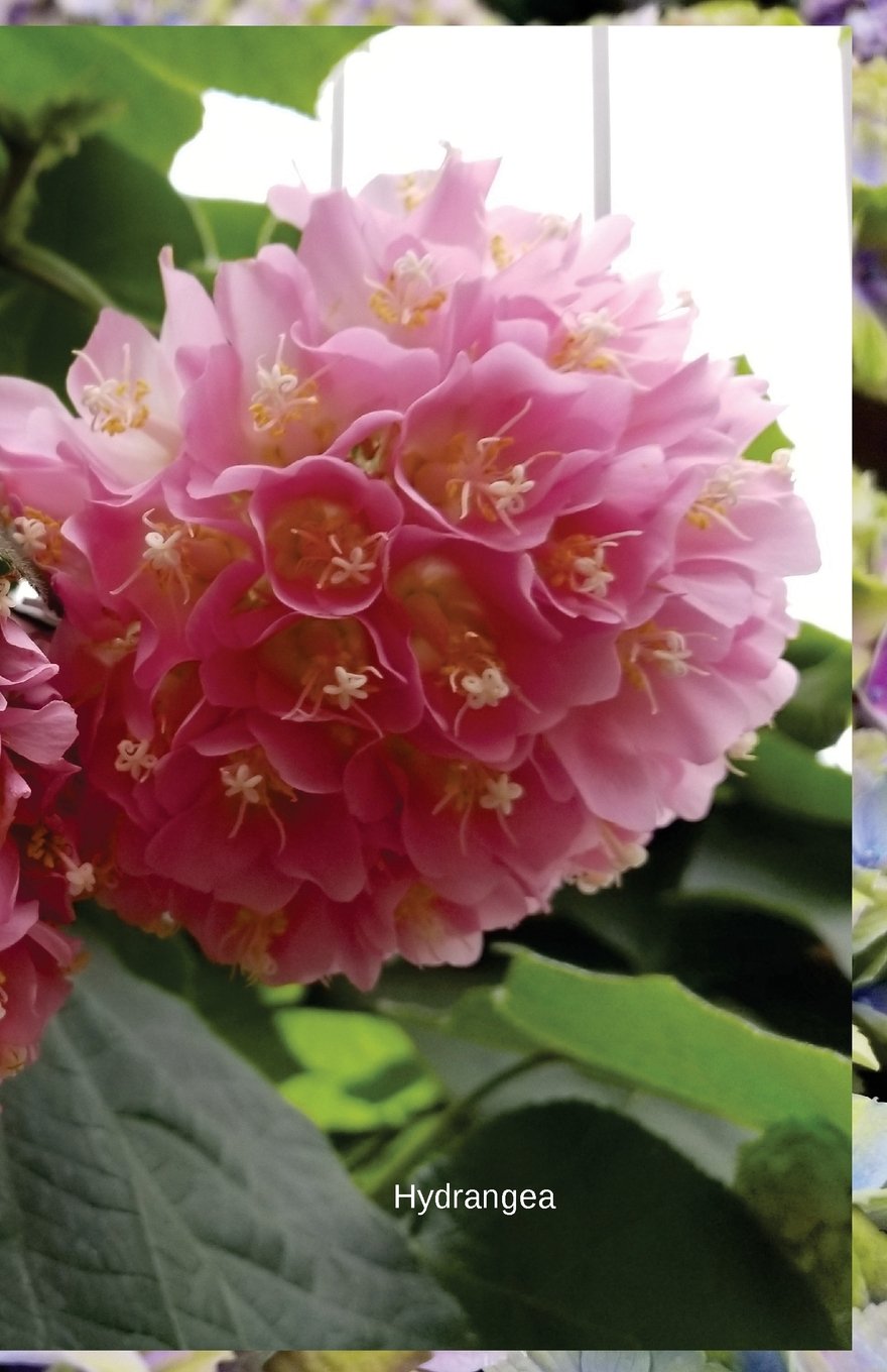 Hydrangea: Journal/Planner