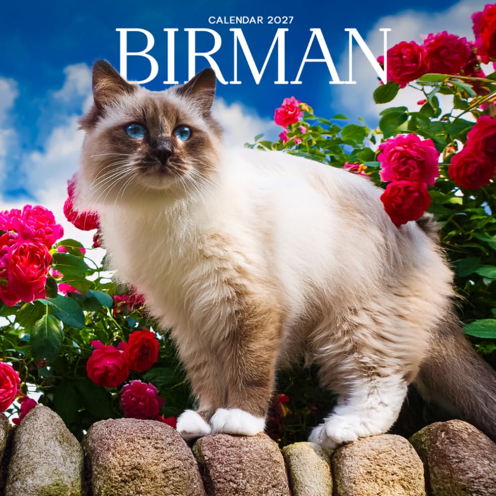 Birman Cat Calendar 2027: Cat Portraits and Breed Scenes baixar o livro de graça