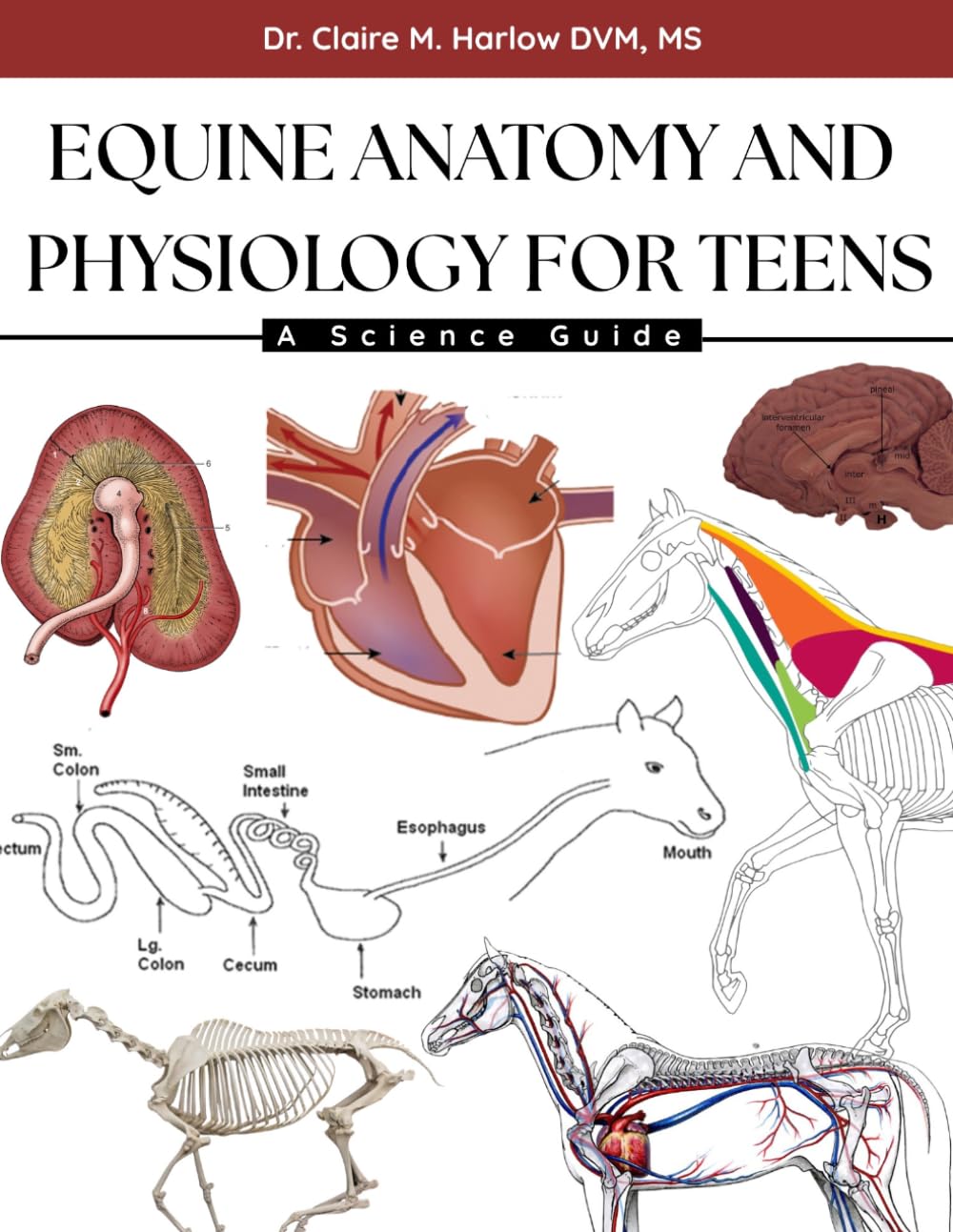 EQUINE ANATOMY AND PHYSIOLOGY FOR TEENS: A Science Guide baixar o livro de graça