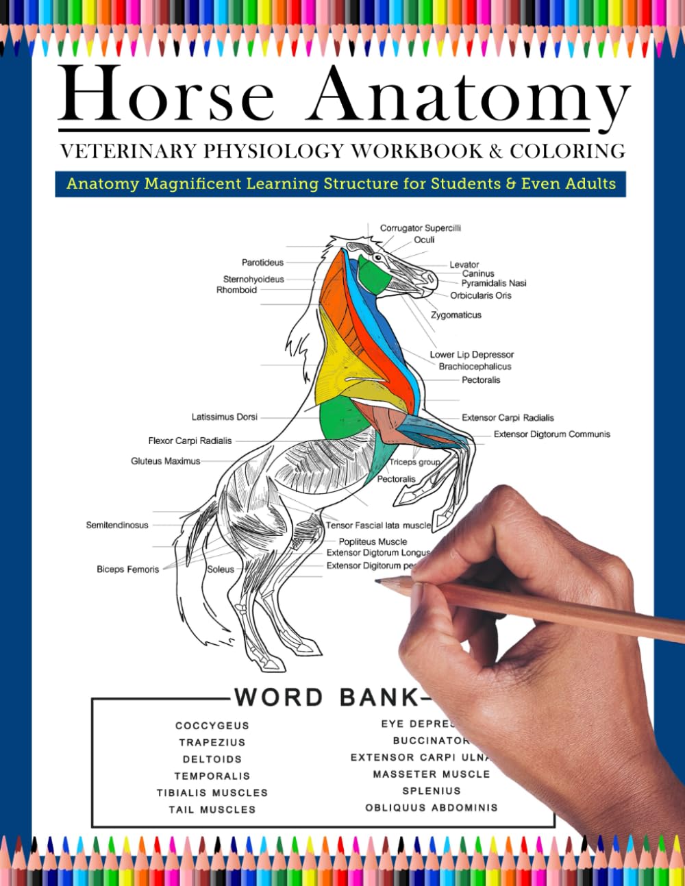 Horse Anatomy Veterinary Physiology Workbook & Coloring: Anatomy Magnificent Learning Structure for Students & even Adults | Perfect Gift for... Horse Lovers & Adults (Anatomy Coloring Book) baixar o livro de graça