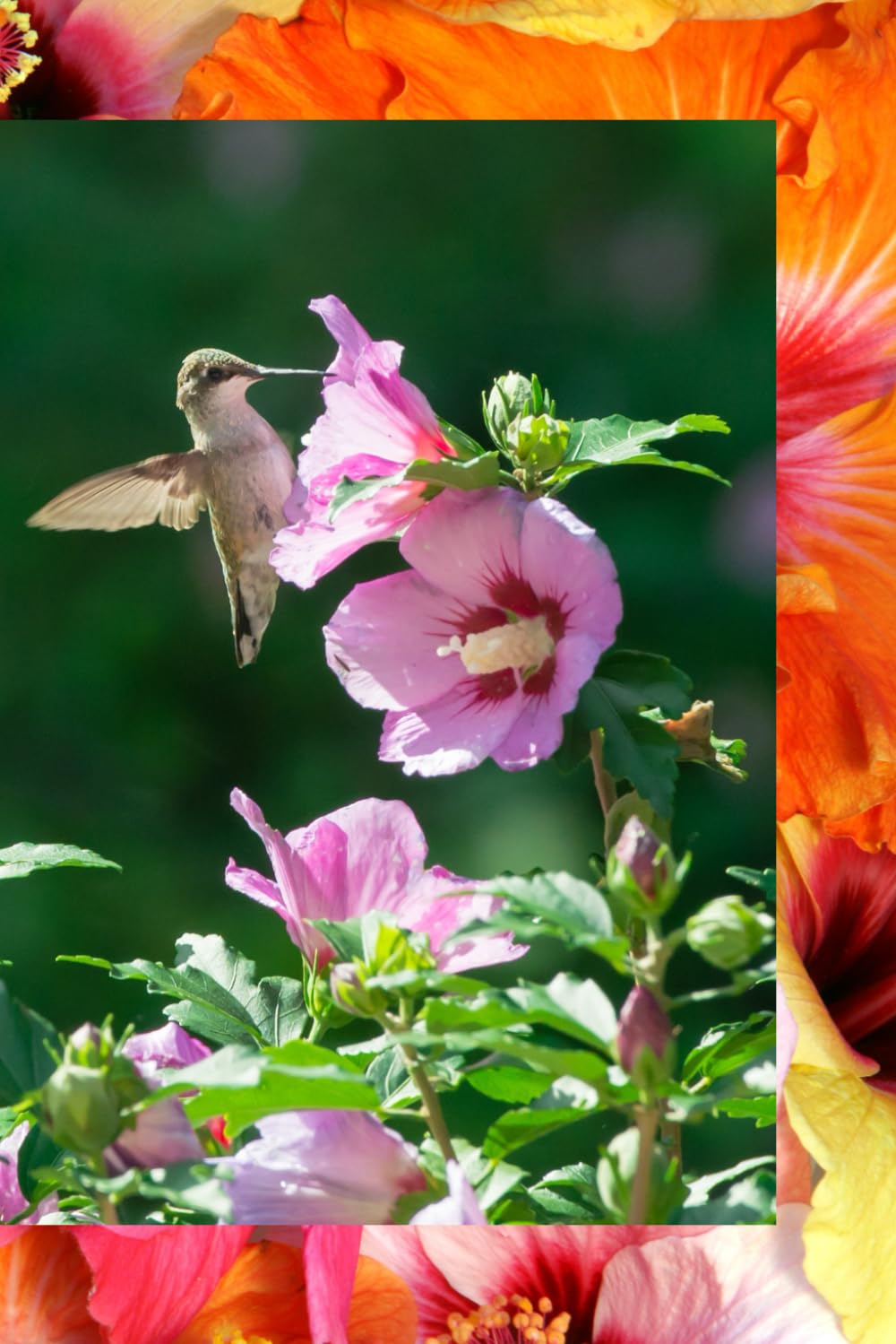 Hummingbird and Hibiscus baixar livro de graça