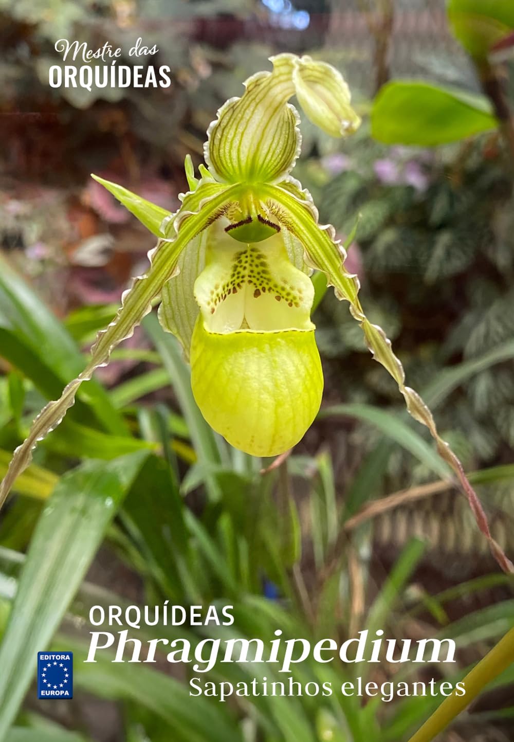 Phragmepedium: Sapatinhos elegantes - Mestre das Orquídeas - Volume 26 baixar livro de graça