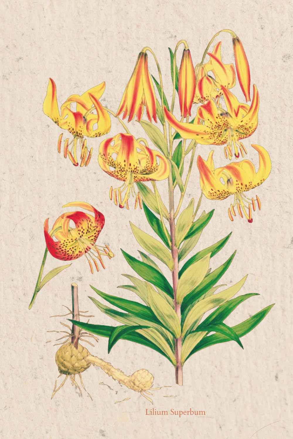 ler totalmente Vintage Yellow and Red Lilies Floral Botany Illustration Blank Notebook Journal Lined