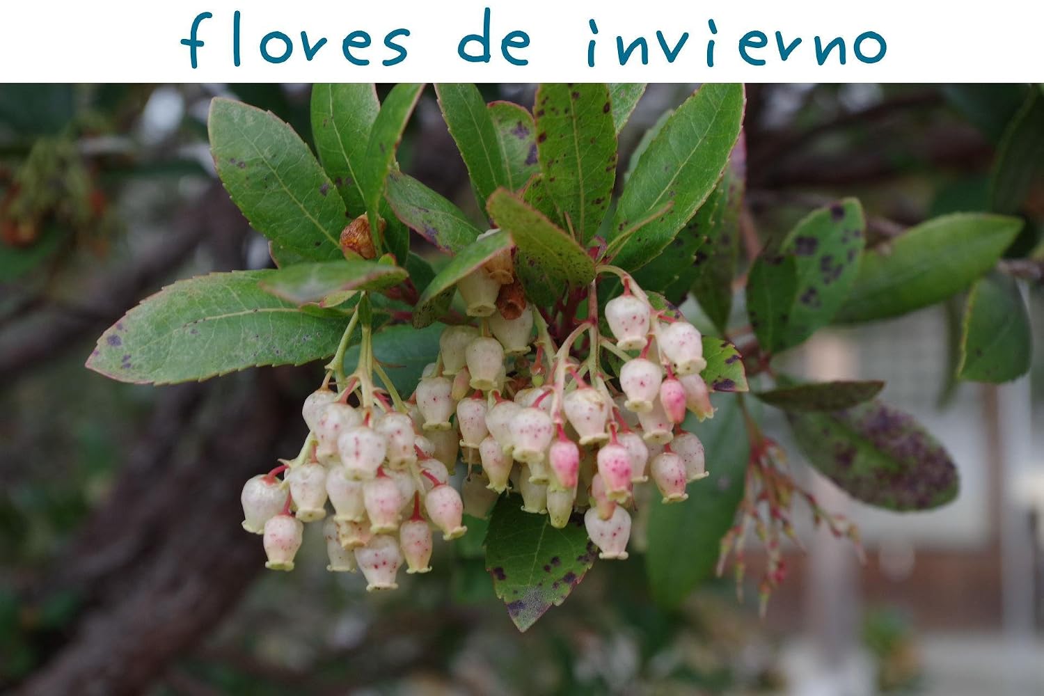 capítulo por capítulo baixar flores de inverno