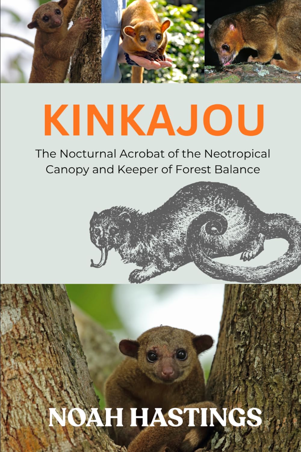 KINKAJOU: The Nocturnal Acrobat of the Neotropical Canopy and Keeper of Forest Balance baixar o livro de graça