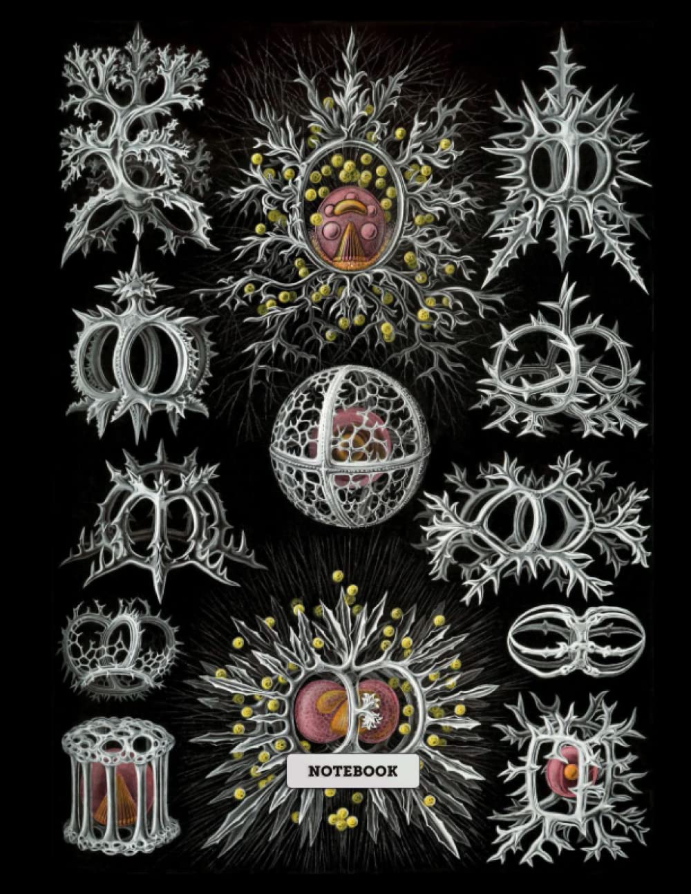Composition Notebook: Ernst Haeckel Stephoidea from Kunstformen der Natur Design Cover, 8.5x11 Inches, 120 Pages: Art Forms of Nature of 1904... College Ruled Blank Lined Paper, 60 Sheets baixar o livro de graça