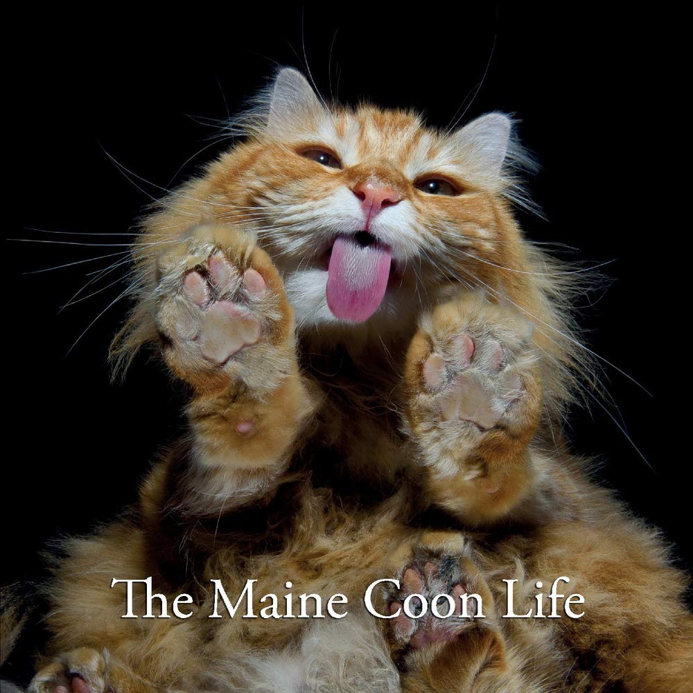 capítulo por capítulo baixar The Maine Coon Life: Volume 1