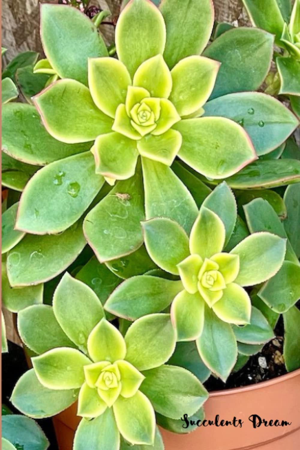Succulents Dream - 6x9 Collage Rule Line Notebook: Stylish, elegant and artful 6x9 collage ruled line paper. 100 sheets. baixar o livro de graça