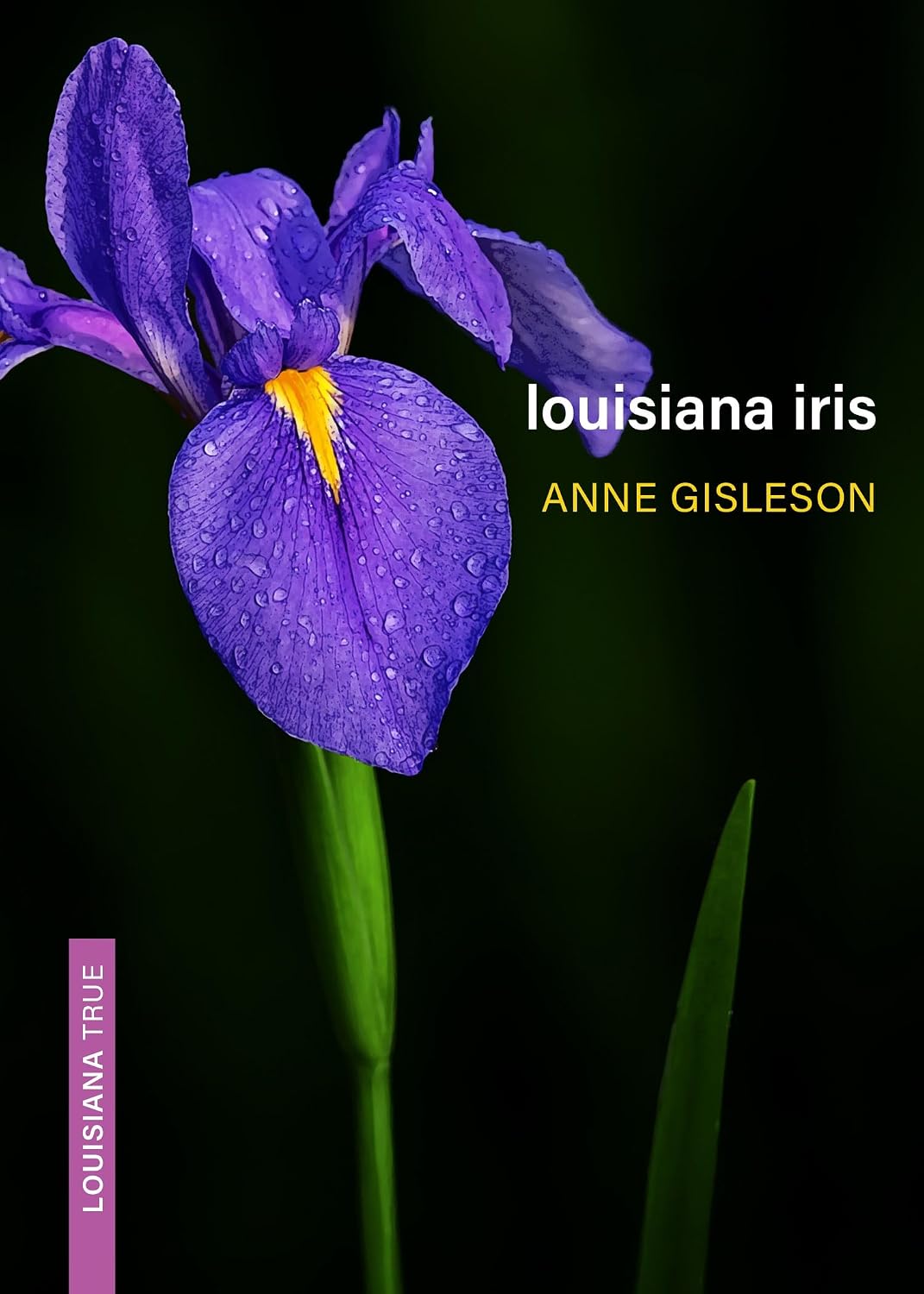 Louisiana Iris