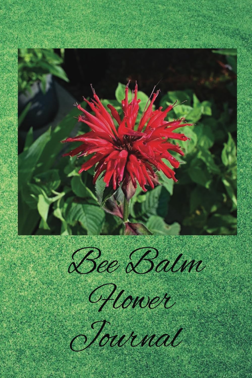 Bee Balm Flower Journal: Ideal Plant For Pollinators