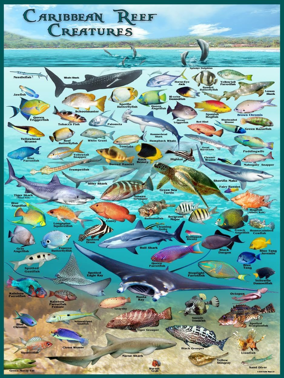 Caribbean Reef Creatures Poster