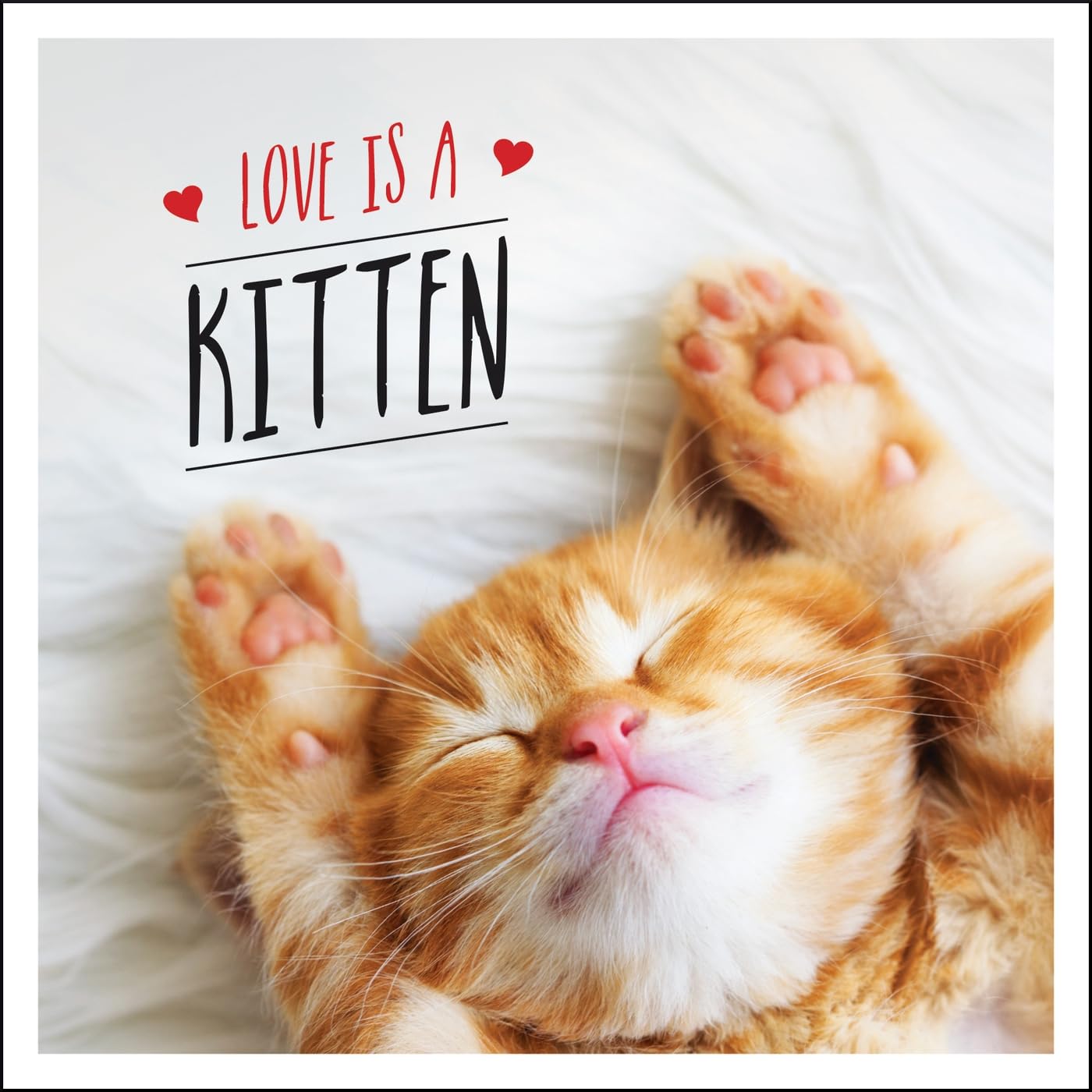 ler totalmente Love is a Kitten: A Cat-Tastic Celebration of the World's Cutest Kittens (English Edition)