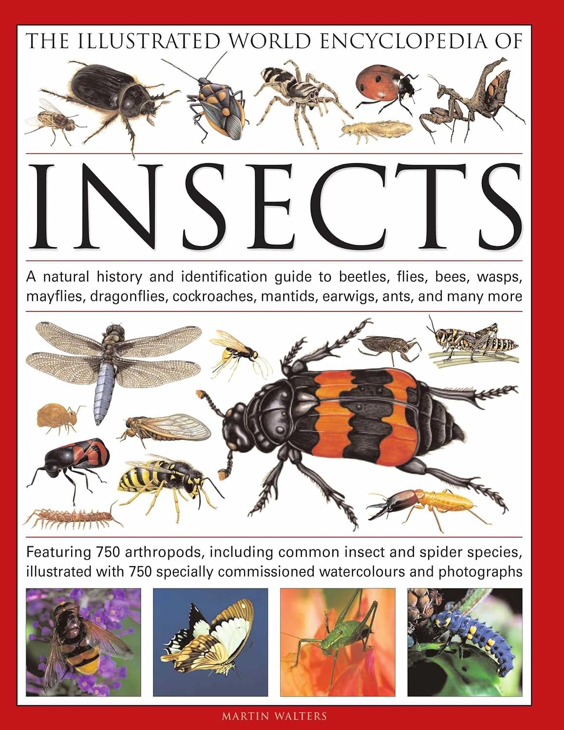 The Illustrated World Encyclopedia of Insects: A Natural History and Identification Guide to Beetles, Flies, Bees, Wasps, Mayflies, Dragonflies, ... ... Crickets, Bugs, Grasshoppers, Fleas, Spid