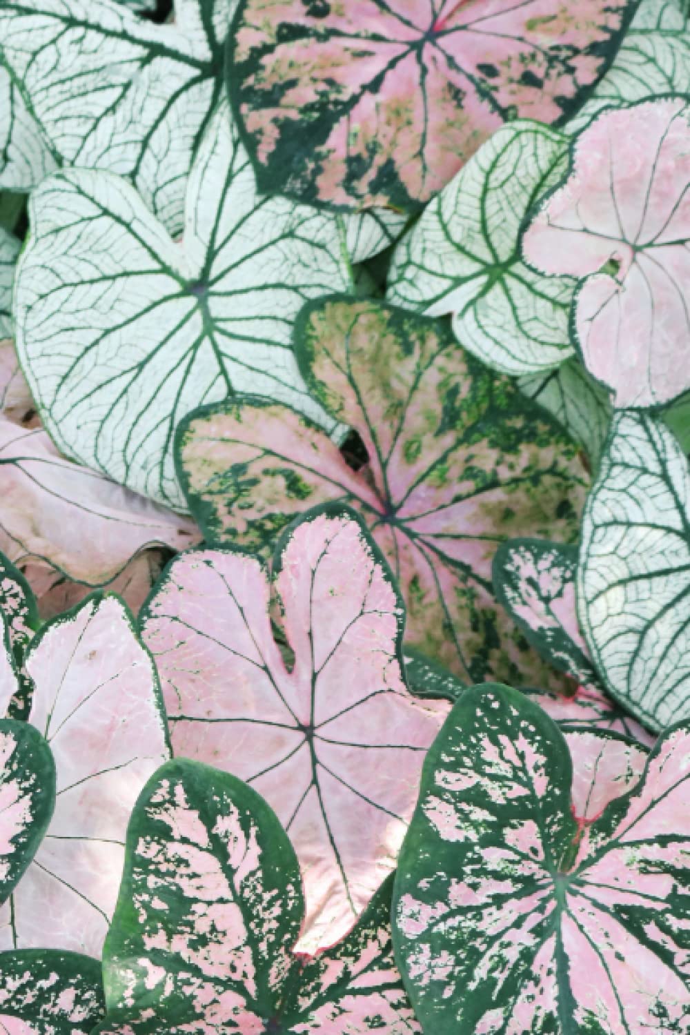 Floral Notebook: Flower Notebook | Succulent Notebooks | Plant Journal: 6”x9” notebook | 150 lined pages |cute boho journal aesthetic bohemian style... / Gratitude Journal/Lifebook/All-Purpose baixar o livro de graça