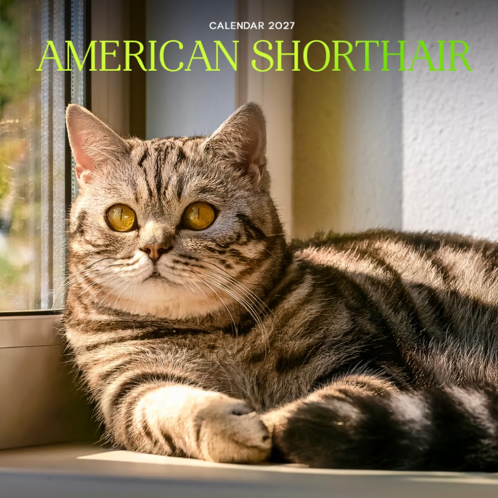 American Shorthair Calendar 2027: Cat Portraits and Breed Scenes baixar livro de graça