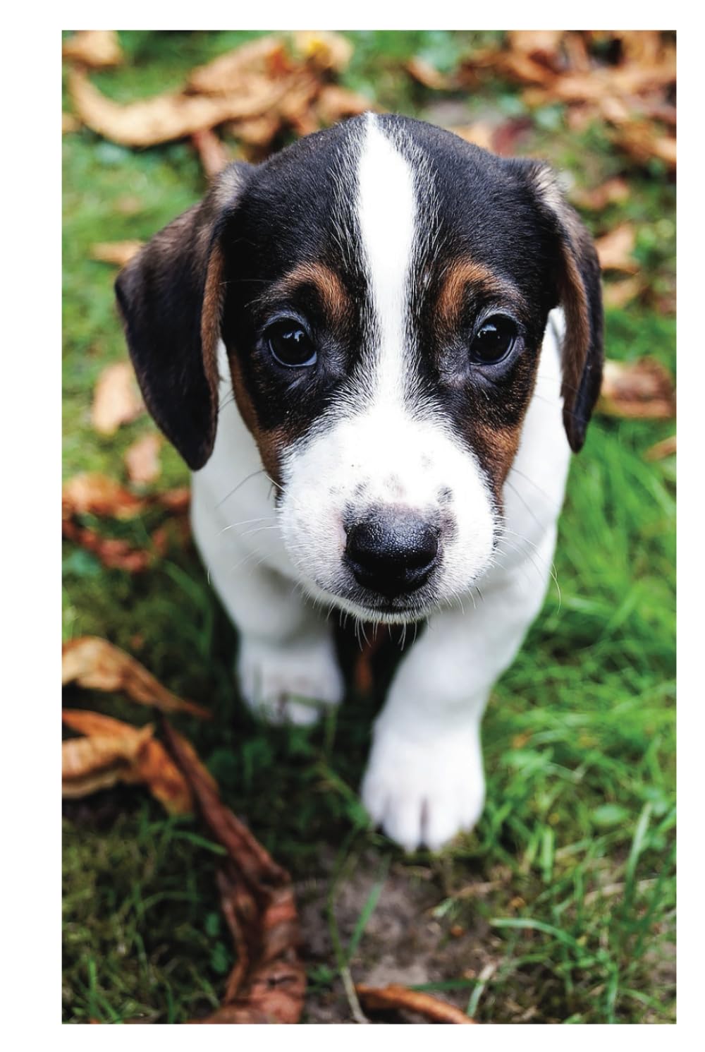 MY PUPPIES baixar livro de graça