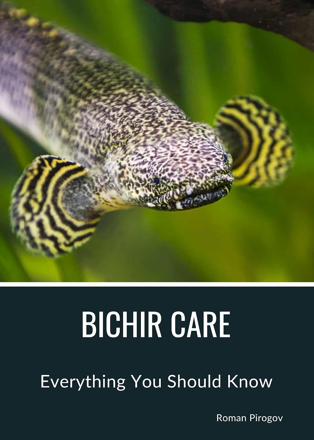 Bichir Care: Everything You Should Know (English Edition) baixar livro de graça