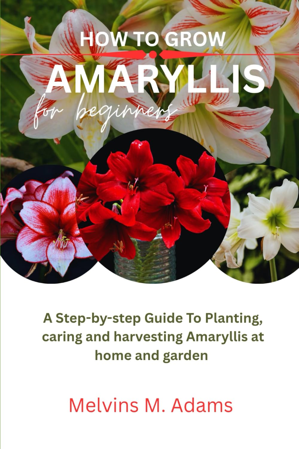 ler totalmente How to grow Amaryllis flower for beginners: A step-by-step guide to planting Caring and harvesting Amaryllis at home and garden