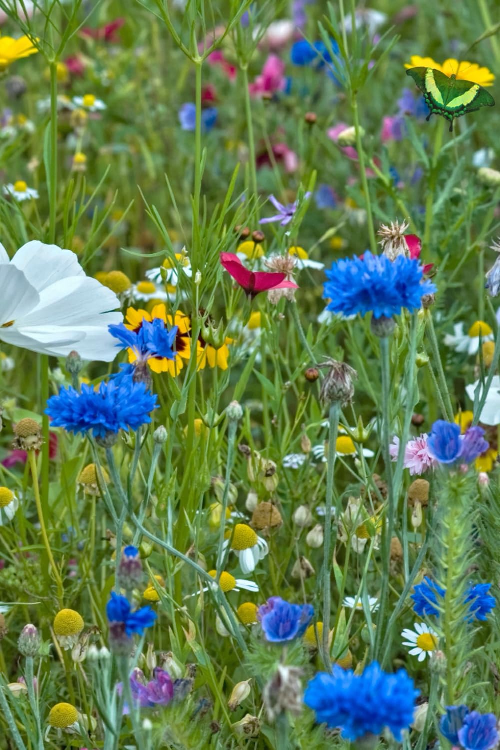 Wildflowers baixar livro de graça