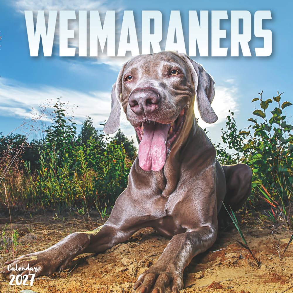 capítulo por capítulo baixar Weimaraners 2027 Calendar: 12 Months of the Grey Ghost Dog