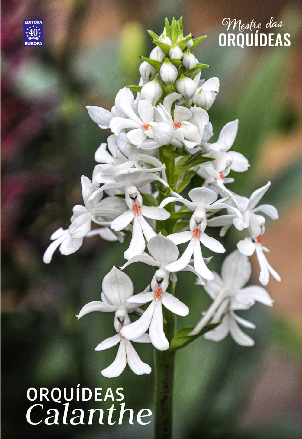 Calanthe - Mestre das Orquídeas - Volume 36 baixar o livro de graça