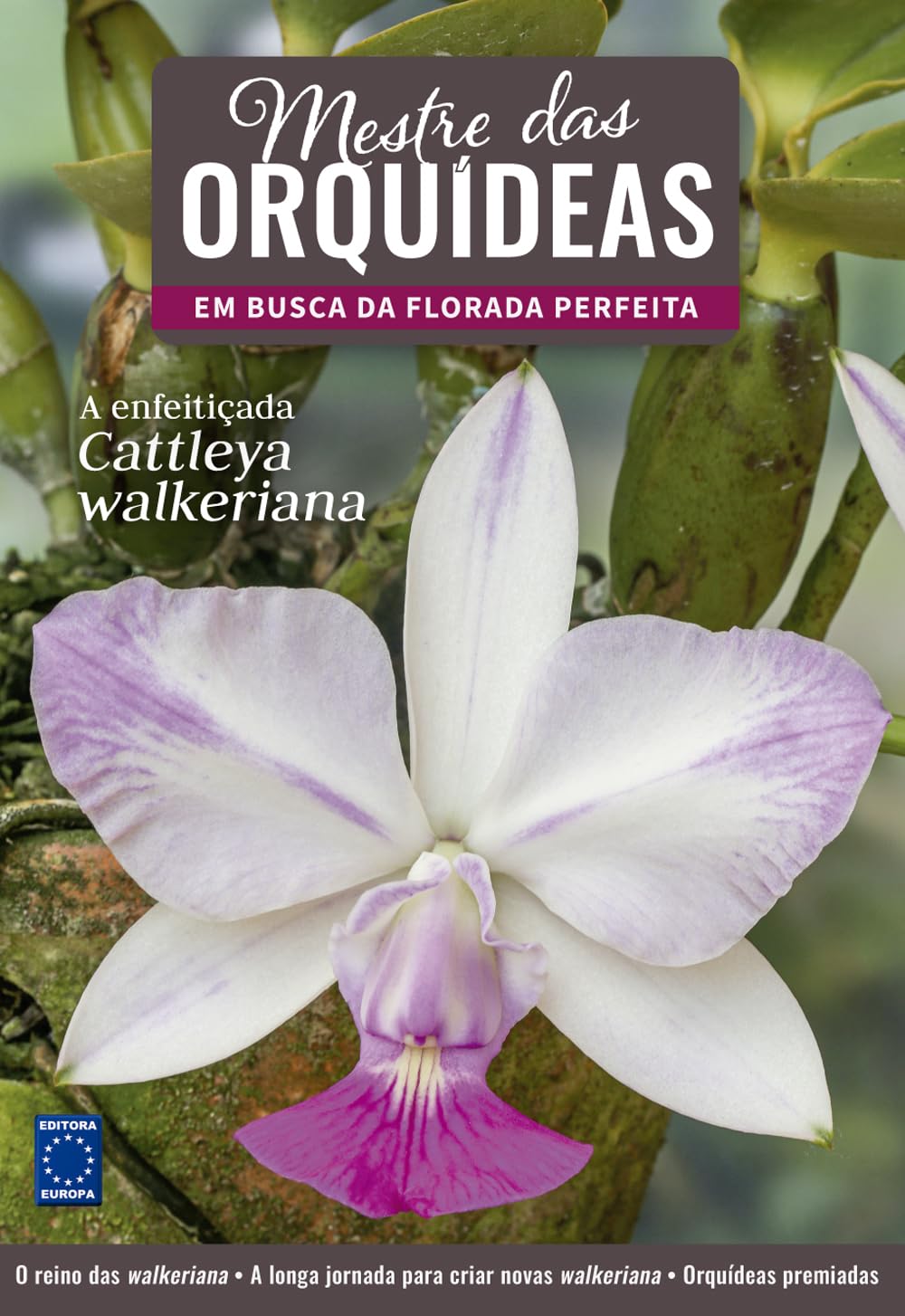 capítulo por capítulo baixar Mestre das Orquídeas - Volume 15: A enfeitiçada Cattleya walkeriana