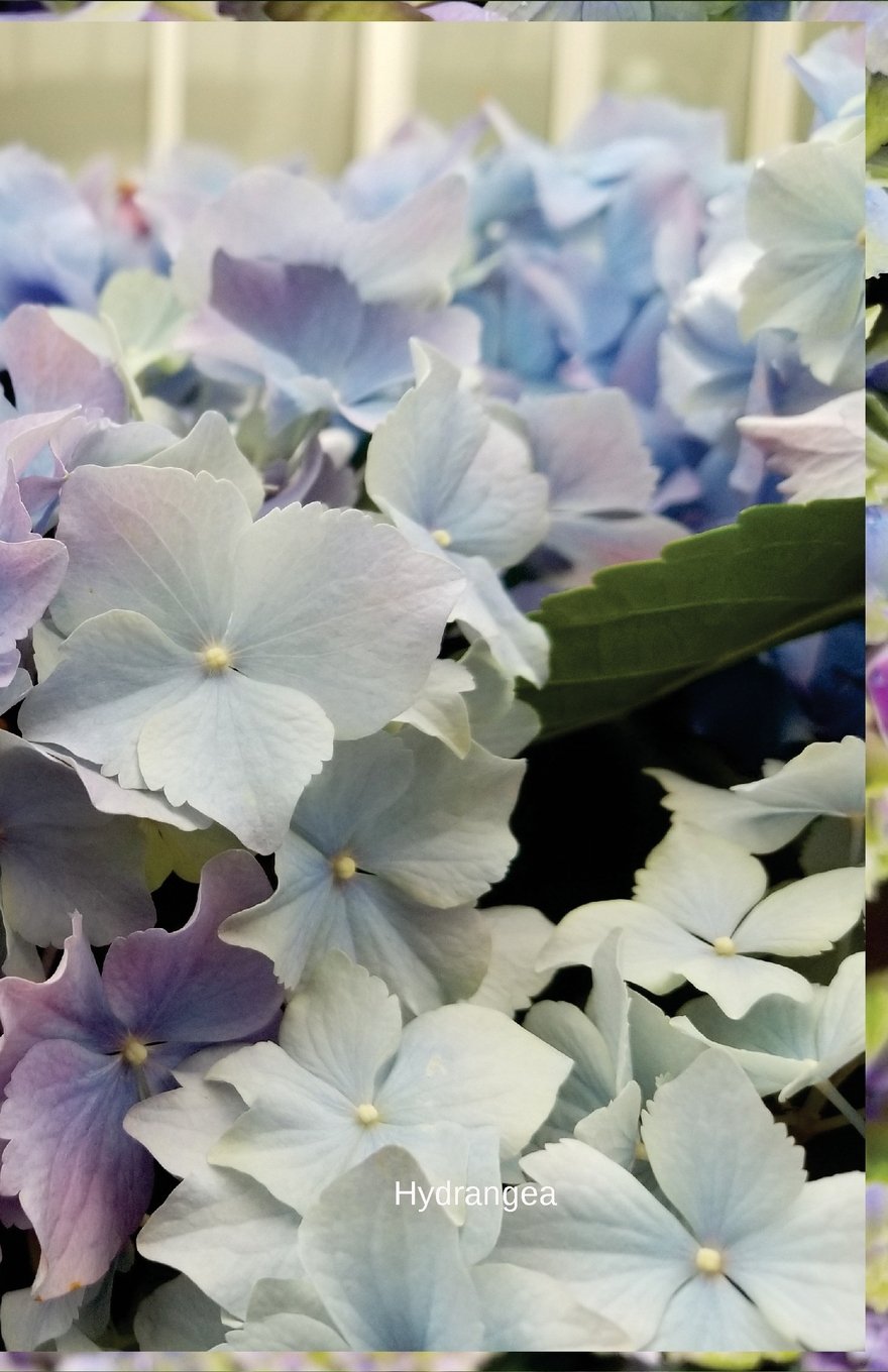 capítulo por capítulo baixar Hydrangea: Journal/Planner